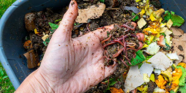 vermicompost organic farming benefit